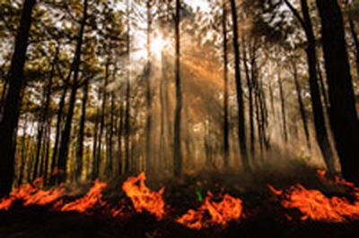 В Приморском крае снова возросло количество лесных пожаров