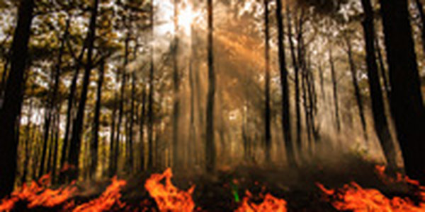 В Приморском крае снова возросло количество лесных пожаров