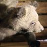 «Медвежьи няньки»: Как экологи спасают грудных медвежат (ФОТО) 