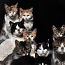 550 кошек стали причиной распада израильской семьи 