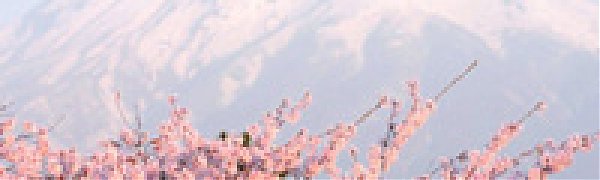 Япония встречает сезон цветения сакуры