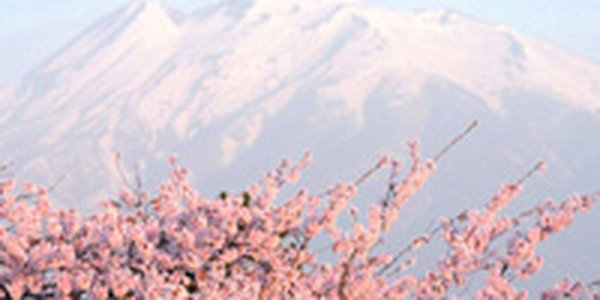 Япония встречает сезон цветения сакуры