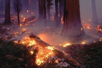 В Приморье ликвидирован первый весенний лесной пожар