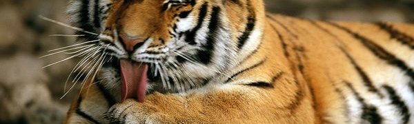 Китай официально признал факт внутренней торговли тигриными шкурами