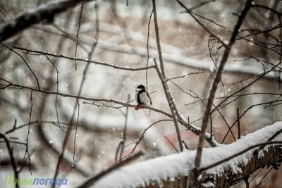 Снег в Приморье прекратится лишь в ночь на 22 января