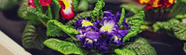 7, 8 и 9 мая в Ботаническом саду пройдет весенняя ярмарка цветов