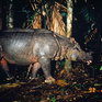 Список WWF: Виды на грани выживания 2010 (ФОТО)