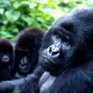 Список WWF: Виды на грани выживания 2010 (ФОТО)