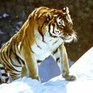 Конфликт между человеком и тигром возник в Приморье