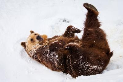 Аномальная весна разбудила медведей на 2 недели раньше обычного