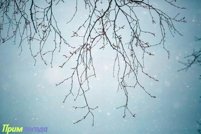 Календарная зима в Приморье завершится небольшим снегом