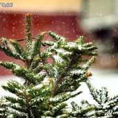 Вчера во Владивостоке прошел снег