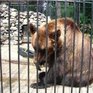 Бурым мишкам не спится в Московском зоопарке