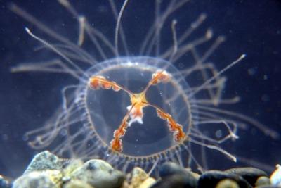 На пляжах Приморья активизировались опасные медузы