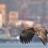 Орланы во Владивостоке