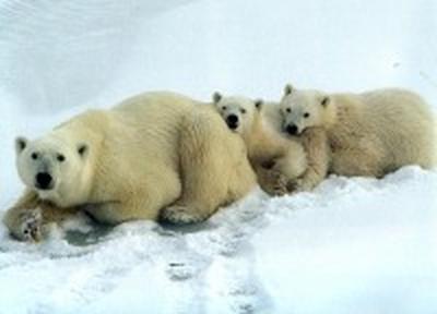 В московском зоопарке родились белые медвежата
