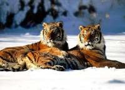 В Год Тигра в Китае появится «Парк тысячи тигров» 
