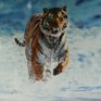 На Китайский Новый год во Владивостоке покажут фильм об амурском тигре