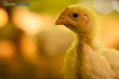 Британские ученые выяснили, что цыплята умнее детей