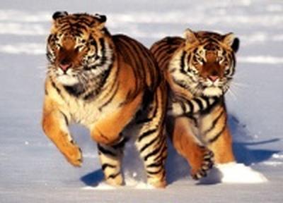 В Китае тигров возьмут под защиту