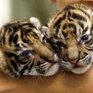Накануне года Тигра в Приморье едва не погибли тигрята