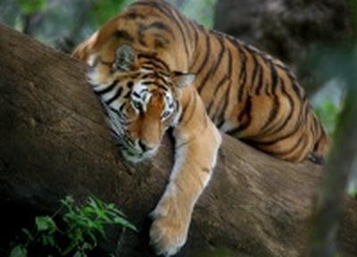 Экологи пересчитают до конца марта краснокнижных тигров в Приморье