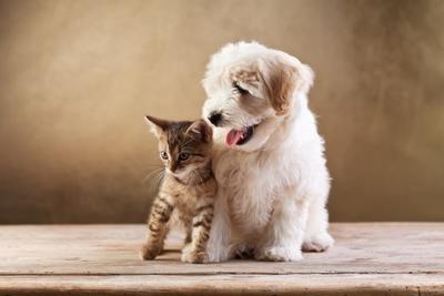 Учёные выяснили, кто больше любит людей – кошки или собаки