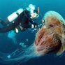 Японию атакуют медузы-гиганты