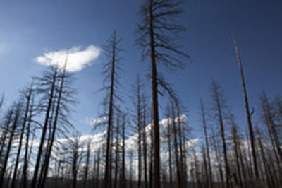 Все лесные пожары в Приморье потушены