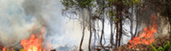 Полыхающие леса Индонезии вынудили местные власти объявить чрезвычайное положение
