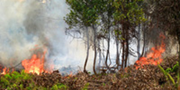 Полыхающие леса Индонезии вынудили местные власти объявить чрезвычайное положение
