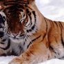 Тринадцать тигров скончались в китайском зоопарке от голода
