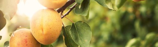 Владивостокцы займутся выращиванием персиков и абрикосов