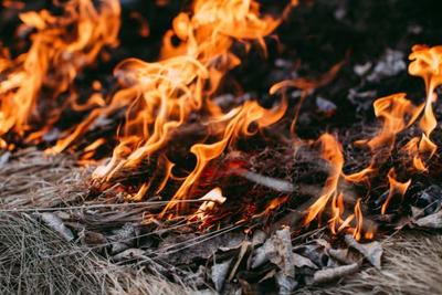 «Горячая линия» по предупреждению лесных пожаров заработала в Приморье