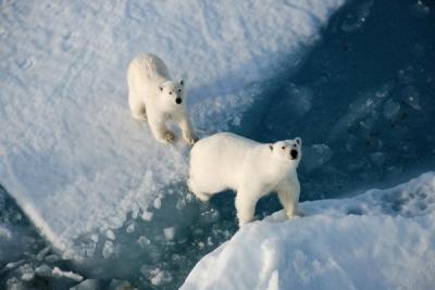 Площадь арктических льдов достигла рекордного минимума