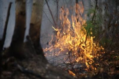 Во Владивостоке запрещено посещение лесов из-за угрозы пожаров
