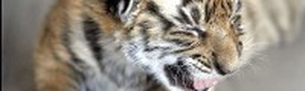 Хабаровские школьники собирают деньги на операцию тигру