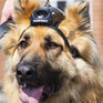 Полицейских собак оснастили видеокамерами
