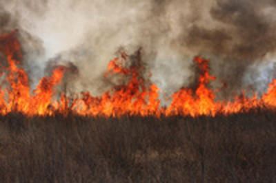 Прогноз по лесным пожарам в Приморье остается неблагоприятным