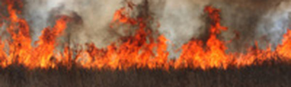 Прогноз по лесным пожарам в Приморье остается неблагоприятным