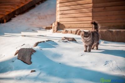 Декабрь в Приморье ожидается морозным, с большим количеством осадков
