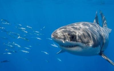 У берегов Сахалина могут появиться большие белые акулы