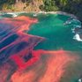 Морские обитатели прибрежных вод Китая отравлены химикатами