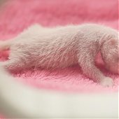 В Китае родились панды-близнецы (ФОТО)