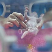 В Китае родились панды-близнецы (ФОТО)