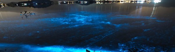 В Гонконге море засветилось синим светом