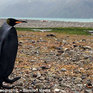 Экологи обнаружили абсолютно черного пингвина (ФОТО)
