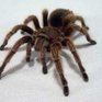  Яд тарантула может стать лекарством от неизлечимой болезни