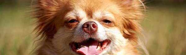 Чихуахуа названа самой разрушительной породой собак