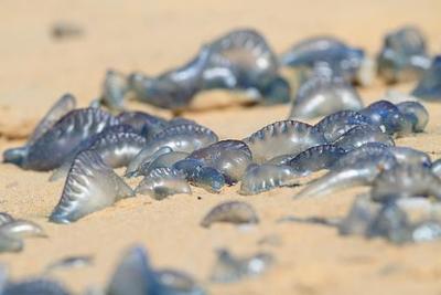 Пляжи Пхукета закрыли из-за нашествия ядовитых физалий